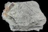 Pennsylvanian Fossil Fern (Neuropteris) - Alabama #112771-2